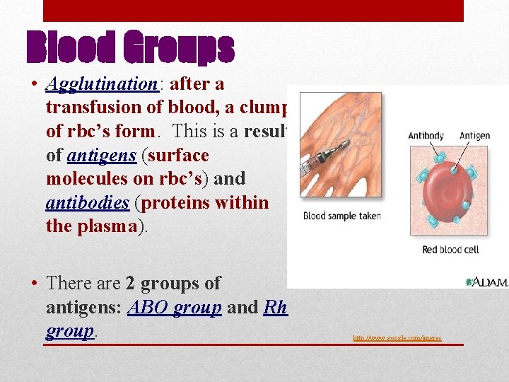 Blood Groups • Agglutination: after a transfusion of blood, a clump of rbc’s form.