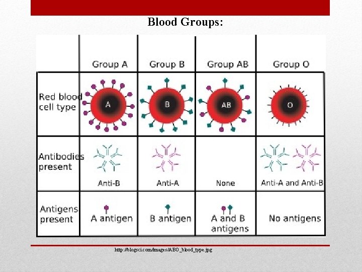 Blood Groups: http: //blogsci. com/images/ABO_blood_type. jpg 