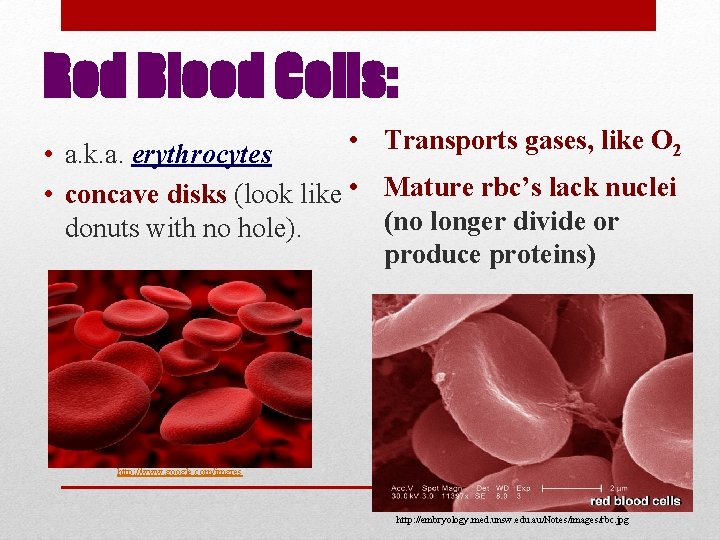 Red Blood Cells: • Transports gases, like O 2 • a. k. a. erythrocytes
