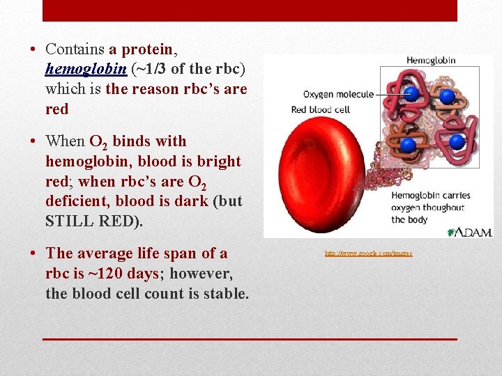  • Contains a protein, hemoglobin (~1/3 of the rbc) which is the reason