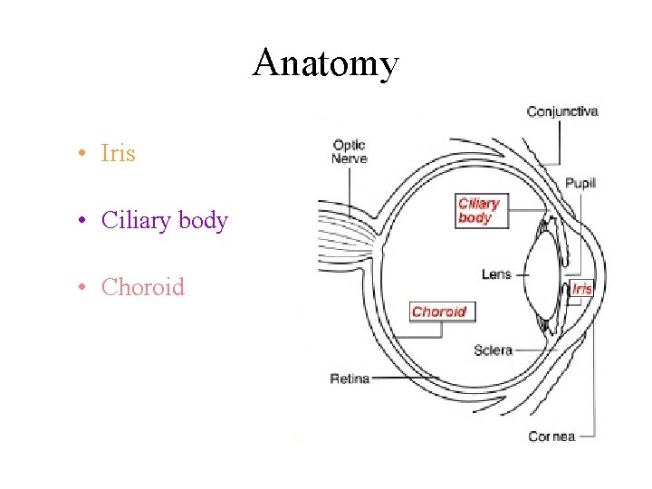 Anatomy • Iris • Ciliary body • Choroid 