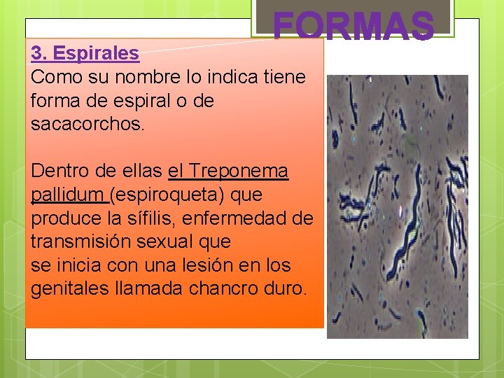 FORMAS 3. Espirales Como su nombre lo indica tiene forma de espiral o de FORMAS 3. Espirales Como su nombre lo indica tiene forma de espiral o de