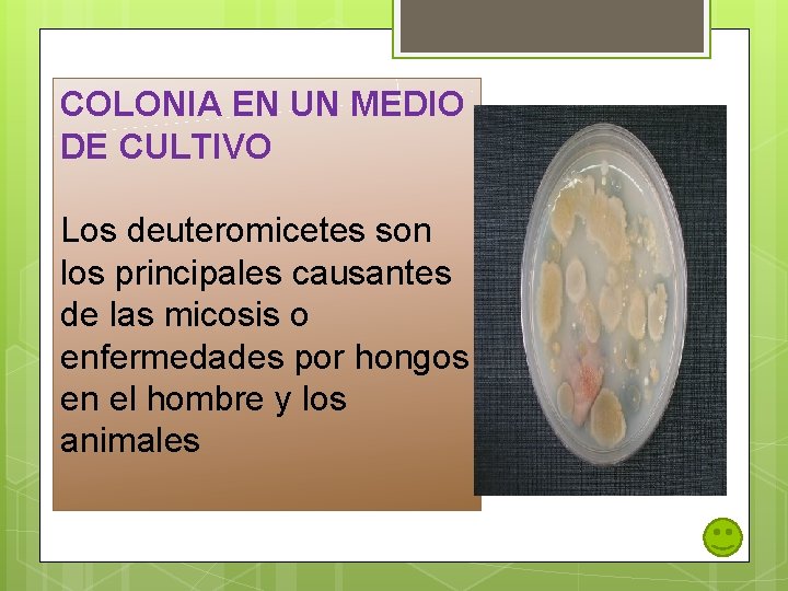 COLONIA EN UN MEDIO DE CULTIVO Los deuteromicetes son los principales causantes de las COLONIA EN UN MEDIO DE CULTIVO Los deuteromicetes son los principales causantes de las