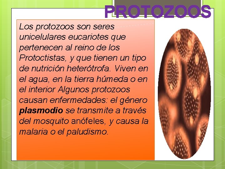PROTOZOOS Los protozoos son seres unicelulares eucariotes que pertenecen al reino de los Protoctistas, PROTOZOOS Los protozoos son seres unicelulares eucariotes que pertenecen al reino de los Protoctistas,