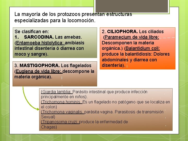 La mayoría de los protozoos presentan estructuras especializadas para la locomoción. Se clasifican en: La mayoría de los protozoos presentan estructuras especializadas para la locomoción. Se clasifican en: