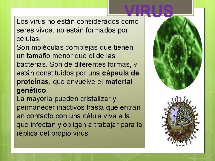 VIRUS Los virus no están considerados como seres vivos, no están formados por células. VIRUS Los virus no están considerados como seres vivos, no están formados por células.