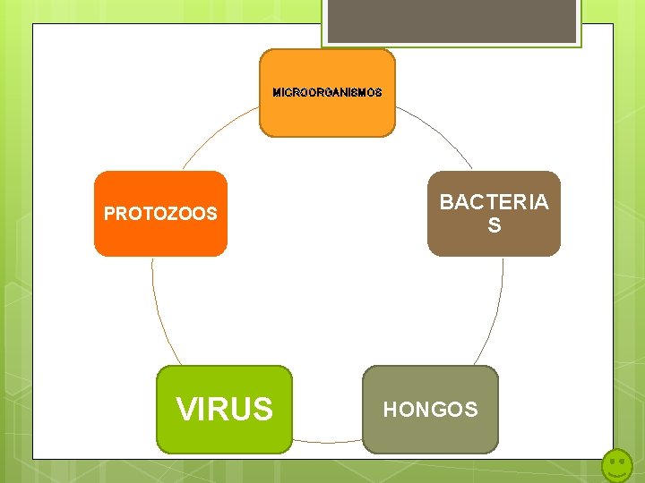 MICROORGANISMOS PROTOZOOS VIRUS BACTERIA S HONGOS MICROORGANISMOS PROTOZOOS VIRUS BACTERIA S HONGOS