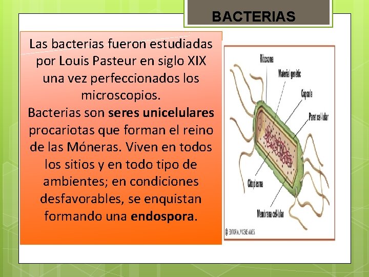 BACTERIAS Las bacterias fueron estudiadas por Louis Pasteur en siglo XIX una vez perfeccionados BACTERIAS Las bacterias fueron estudiadas por Louis Pasteur en siglo XIX una vez perfeccionados