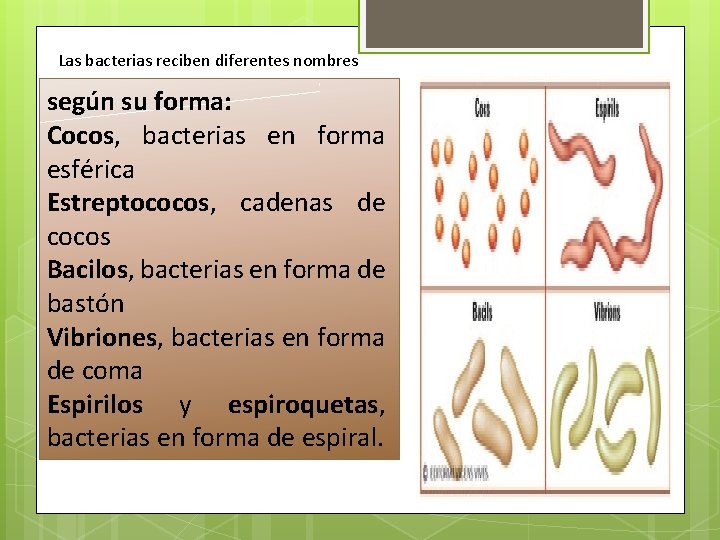 Las bacterias reciben diferentes nombres según su forma: Cocos, bacterias en forma esférica Estreptococos, Las bacterias reciben diferentes nombres según su forma: Cocos, bacterias en forma esférica Estreptococos,