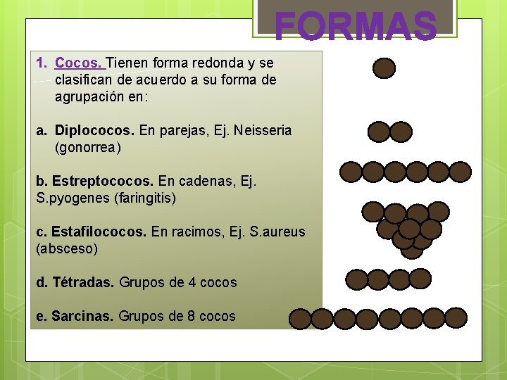 FORMAS 1. Cocos. Tienen forma redonda y se clasifican de acuerdo a su forma FORMAS 1. Cocos. Tienen forma redonda y se clasifican de acuerdo a su forma