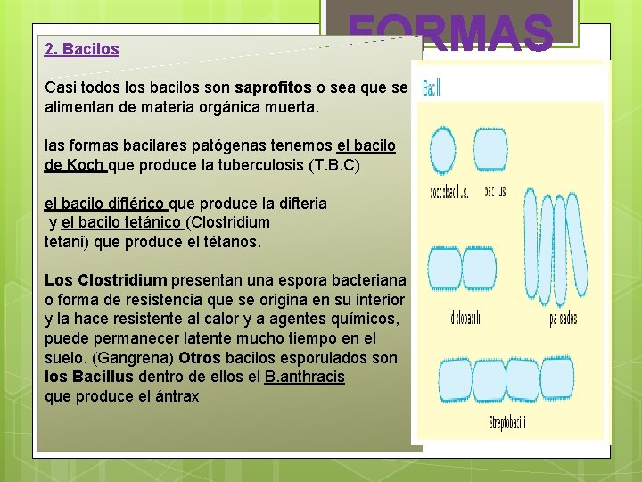 2. Bacilos FORMAS Casi todos los bacilos son saprofitos o sea que se alimentan 2. Bacilos FORMAS Casi todos los bacilos son saprofitos o sea que se alimentan