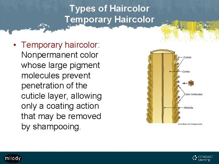 Types of Haircolor Temporary Haircolor • Temporary haircolor: Nonpermanent color whose large pigment molecules