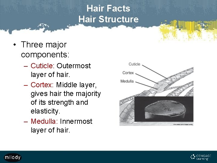 Hair Facts Hair Structure • Three major components: – Cuticle: Outermost layer of hair.