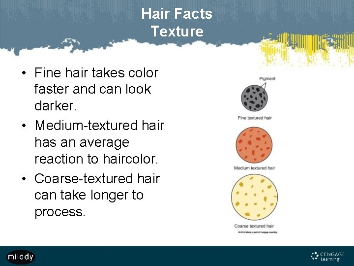 Hair Facts Texture • Fine hair takes color faster and can look darker. •