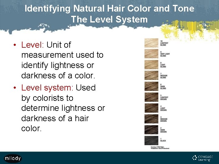 Identifying Natural Hair Color and Tone The Level System • Level: Unit of measurement