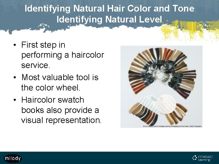 Identifying Natural Hair Color and Tone Identifying Natural Level • First step in performing