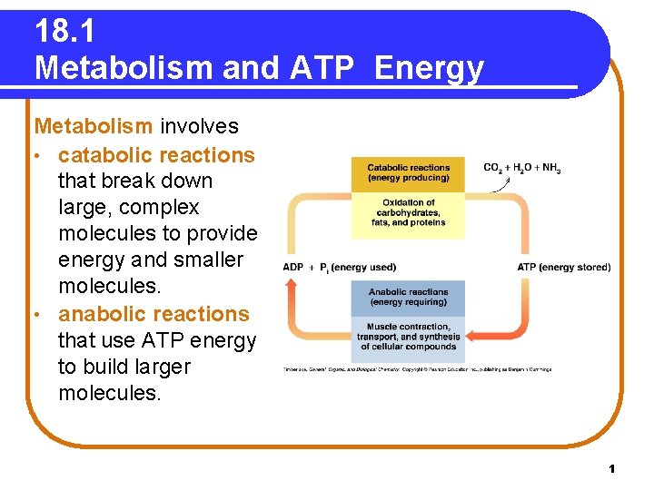 18. 1 Metabolism and ATP Energy Metabolism involves • catabolic reactions that break down