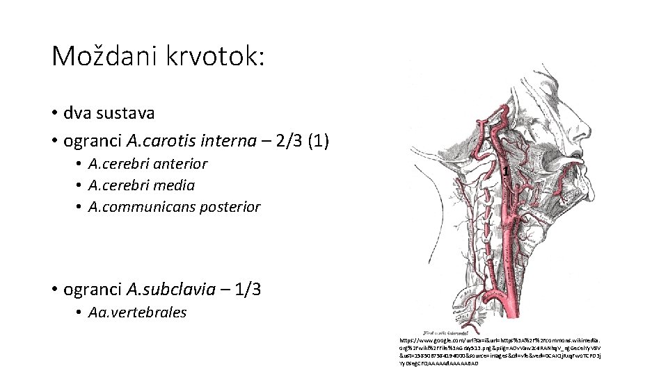 Moždani krvotok: • dva sustava • ogranci A. carotis interna – 2/3 (1) •