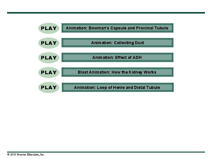 Animation: Bowman’s Capsule and Proximal Tubule Animation: Collecting Duct Animation: Effect of ADH Blast