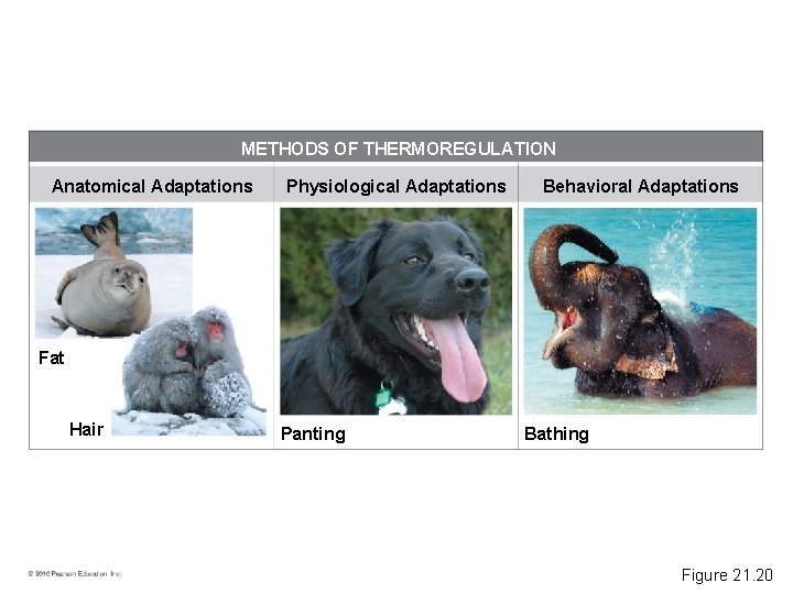 METHODS OF THERMOREGULATION Anatomical Adaptations Physiological Adaptations Behavioral Adaptations Fat Hair Panting Bathing Figure