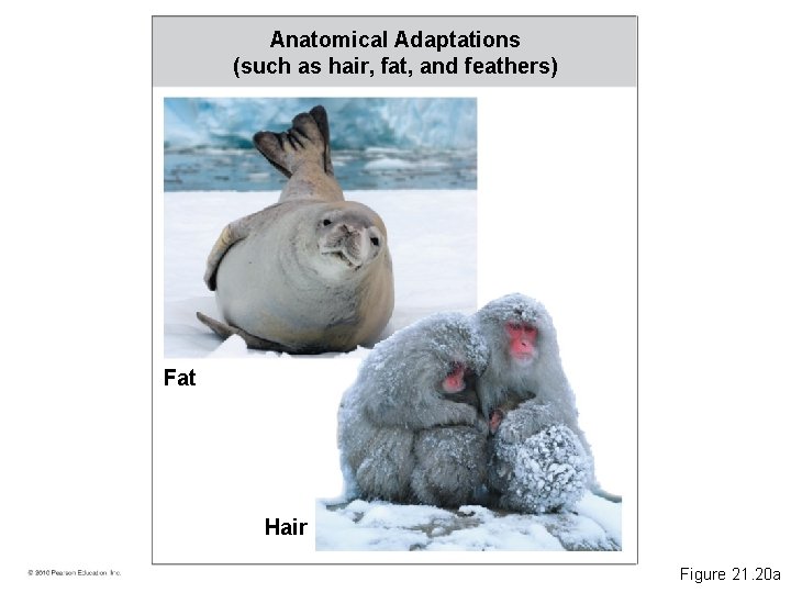 Anatomical Adaptations (such as hair, fat, and feathers) Fat Hair Figure 21. 20 a