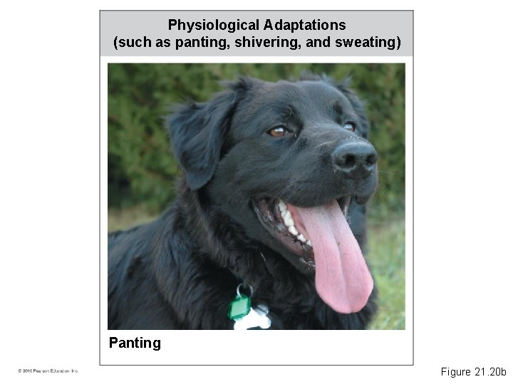 Physiological Adaptations (such as panting, shivering, and sweating) Panting Figure 21. 20 b 
