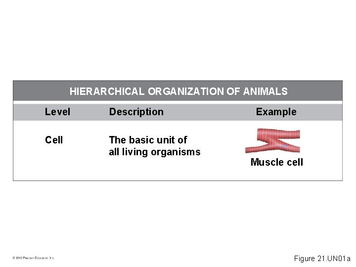 HIERARCHICAL ORGANIZATION OF ANIMALS Level Description Cell The basic unit of all living organisms