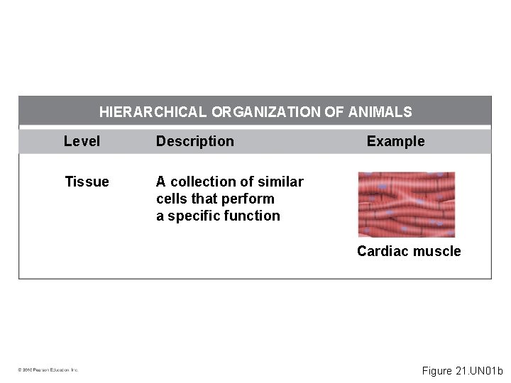 HIERARCHICAL ORGANIZATION OF ANIMALS Level Description Tissue A collection of similar cells that perform