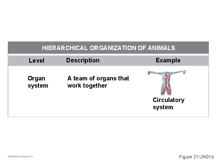 HIERARCHICAL ORGANIZATION OF ANIMALS Level Description Organ system A team of organs that work