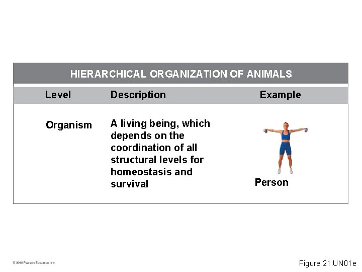 HIERARCHICAL ORGANIZATION OF ANIMALS Level Description Organism A living being, which depends on the