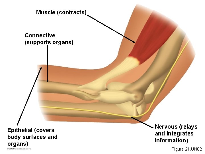 Muscle (contracts) Connective (supports organs) Epithelial (covers body surfaces and organs) Nervous (relays and