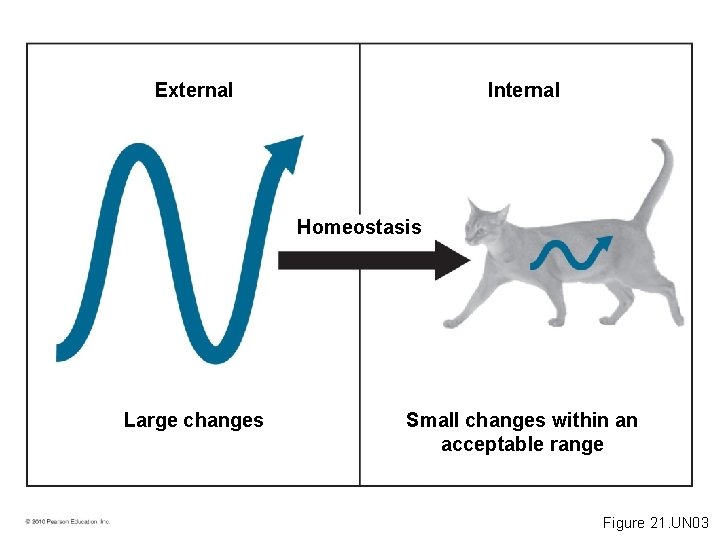 External Internal Homeostasis Large changes Small changes within an acceptable range Figure 21. UN