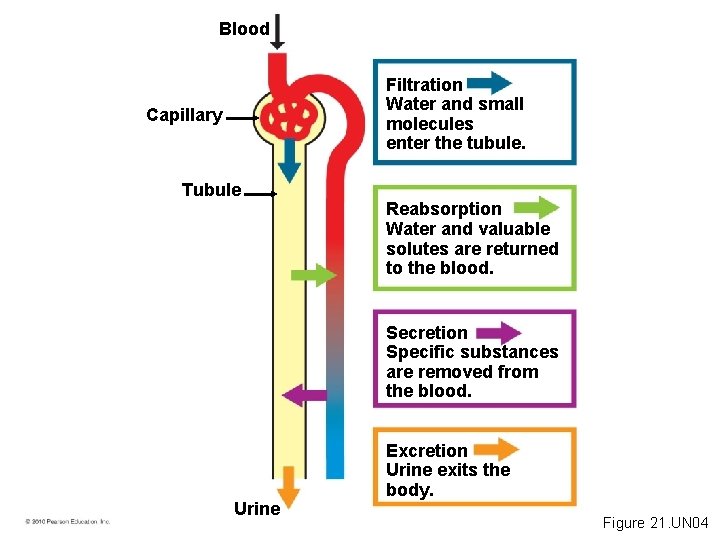 Blood Filtration Water and small molecules enter the tubule. Capillary Tubule Reabsorption Water and