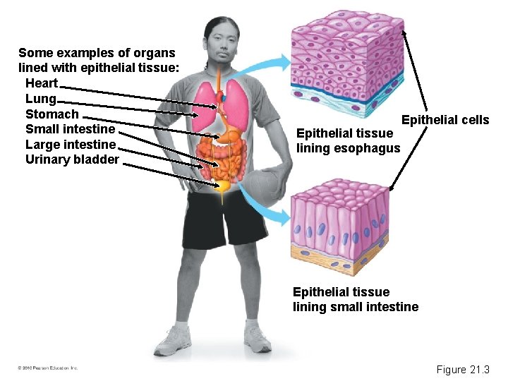 Some examples of organs lined with epithelial tissue: Heart Lung Stomach Small intestine Large