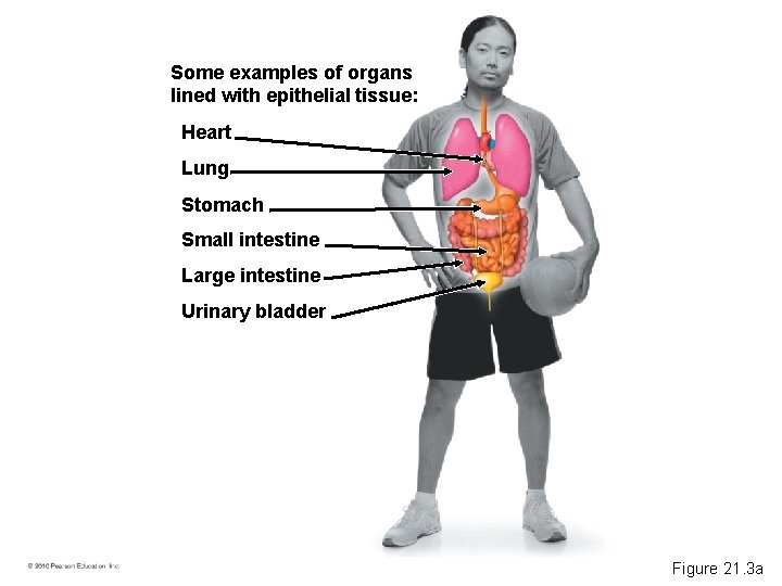 Some examples of organs lined with epithelial tissue: Heart Lung Stomach Small intestine Large