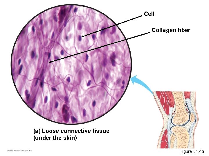 Cell Collagen fiber (a) Loose connective tissue (under the skin) Figure 21. 4 a