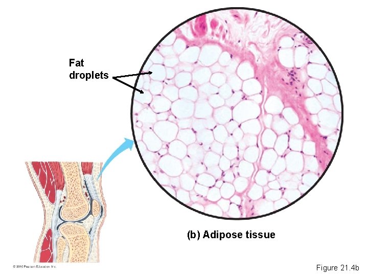 Fat droplets (b) Adipose tissue Figure 21. 4 b 