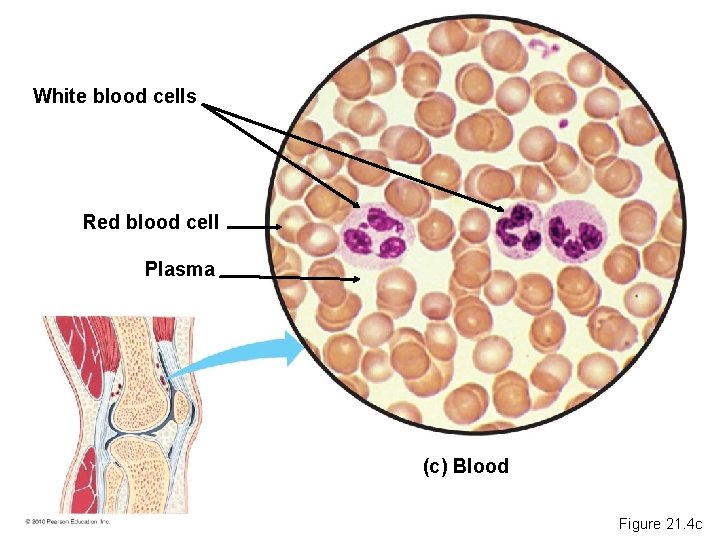 White blood cells Red blood cell Plasma (c) Blood Figure 21. 4 c 