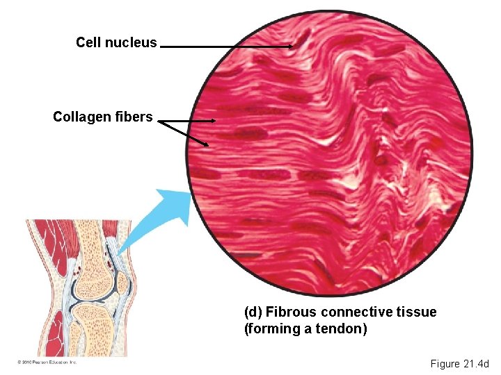 Cell nucleus Collagen fibers (d) Fibrous connective tissue (forming a tendon) Figure 21. 4