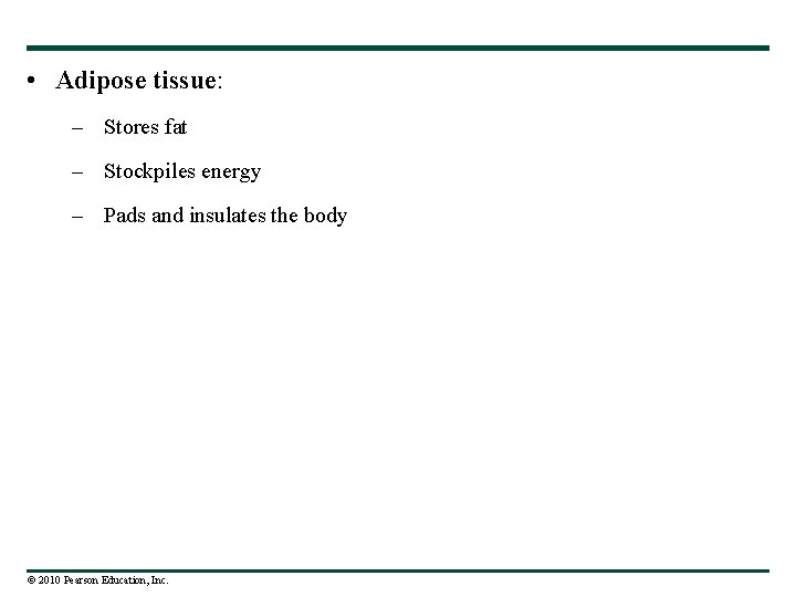  • Adipose tissue: – Stores fat – Stockpiles energy – Pads and insulates