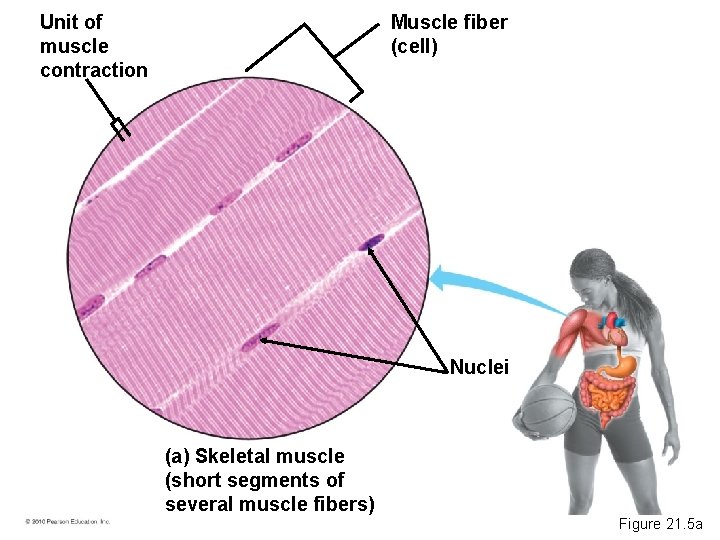 Unit of muscle contraction Muscle fiber (cell) Nuclei (a) Skeletal muscle (short segments of