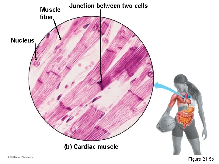 Muscle fiber Junction between two cells Nucleus (b) Cardiac muscle Figure 21. 5 b