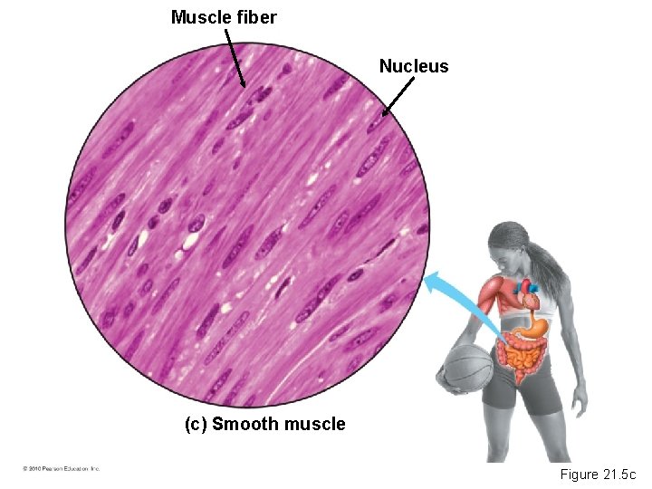 Muscle fiber Nucleus (c) Smooth muscle Figure 21. 5 c 
