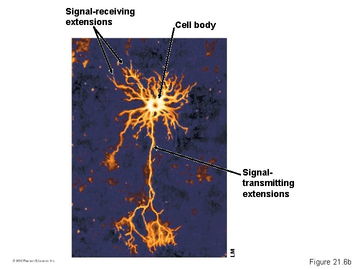 Cell body Signaltransmitting extensions LM Signal-receiving extensions Figure 21. 6 b 