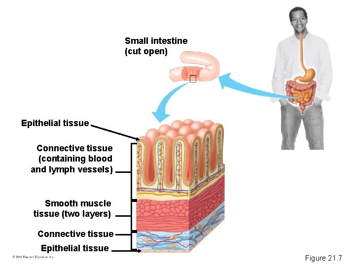 Small intestine (cut open) Epithelial tissue Connective tissue (containing blood and lymph vessels) Smooth