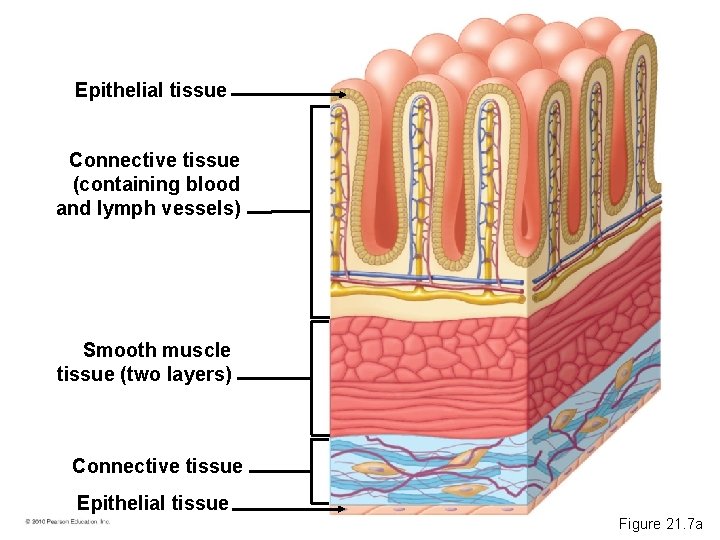 Epithelial tissue Connective tissue (containing blood and lymph vessels) Smooth muscle tissue (two layers)