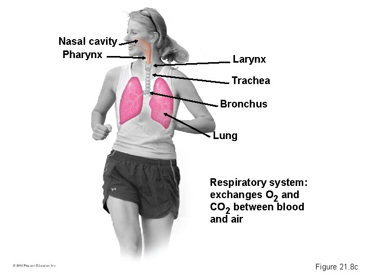 Nasal cavity Pharynx Larynx Trachea Bronchus Lung Respiratory system: exchanges O 2 and CO