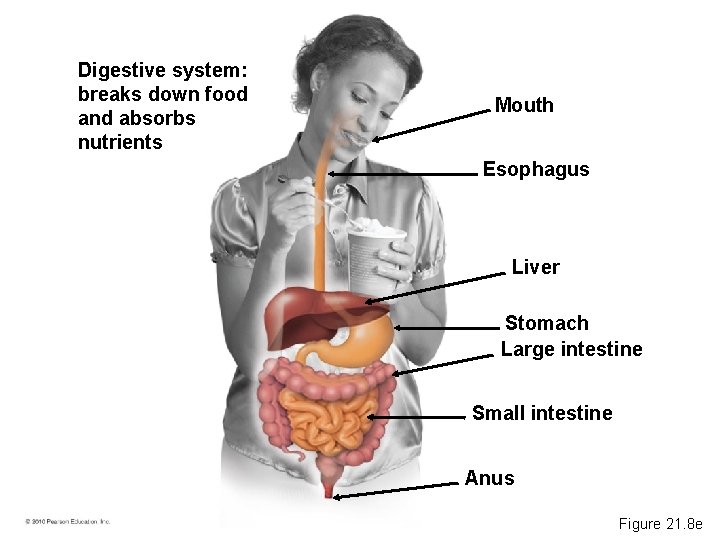 Digestive system: breaks down food and absorbs nutrients Mouth Esophagus Liver Stomach Large intestine