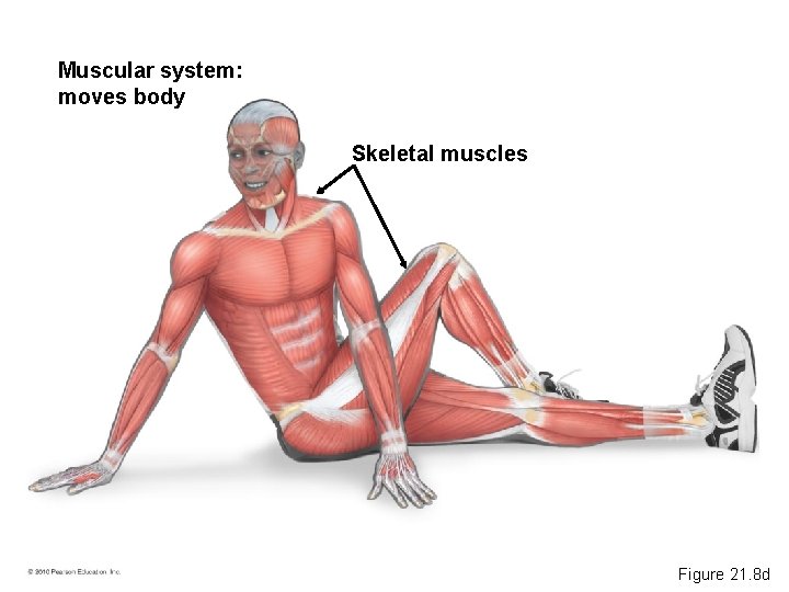 Muscular system: moves body Skeletal muscles Figure 21. 8 d 