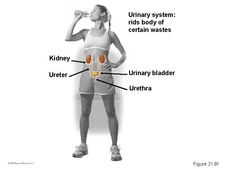 Urinary system: rids body of certain wastes Kidney Ureter Urinary bladder Urethra Figure 21.